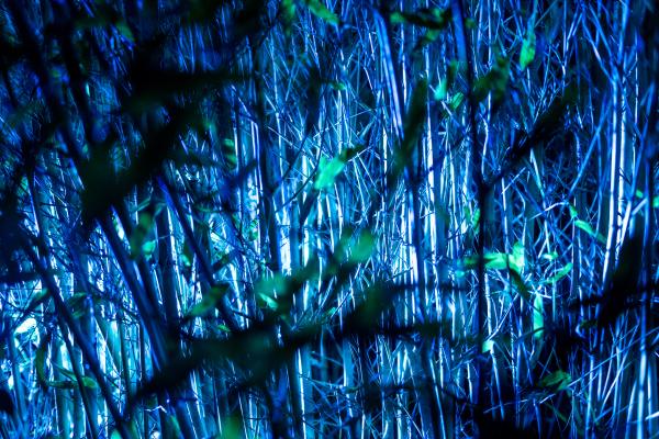 Howard Davis Park. Dreaming trees. Free event where many trees are lit with coloured lights                          Picture: ROB CURRIE
