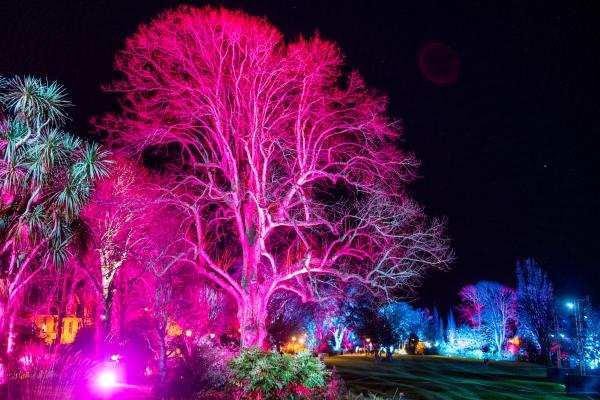 Howard Davis Park. Dreaming trees. Free event where many trees are lit with coloured lights                          Picture: ROB CURRIE