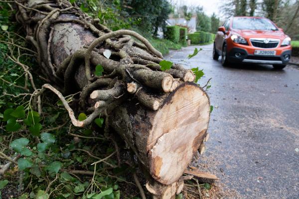 Weather Tree trunk cleared that blocked a section of Vallee des Vaux Picture: JON GUEGAN