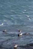 Standalone A windswept Gorey harbour at low tide Picture: JON GUEGAN
