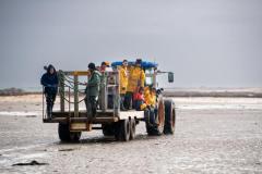 Standalone. Workers at La Rocque Fisheries, taking a load of oysters for placement on the  oyster beds near the low water mark               Picture: ROB CURRIE