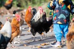 Chickens, ducks and swans being fed on La Cache des Pres, Grouville Picture: JON GUEGAN