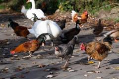 Chickens, ducks and swans being fed on La Cache des Pres, Grouville Picture: JON GUEGAN