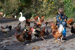 Chickens, ducks and swans being fed on La Cache des Pres, Grouville Picture: JON GUEGAN