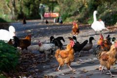 Chickens, ducks and swans being fed on La Cache des Pres, Grouville Picture: JON GUEGAN