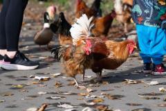 Chickens, ducks and swans being fed on La Cache des Pres, Grouville Picture: JON GUEGAN