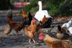 Chickens, ducks and swans being fed on La Cache des Pres, Grouville Picture: JON GUEGAN