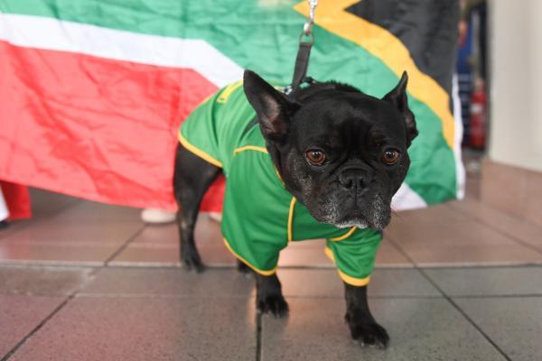 Olive getting ready The Springboks arrive in Jersey Picture: DAVID FERGUSON