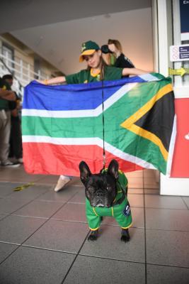 'Olive' getting ready The Springboks arrive in Jersey Picture: DAVID FERGUSON