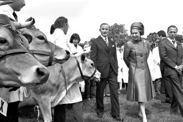 Royal Visit 1978 raw 78-7535  neg 40 cattle